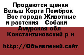 Продаются щенки Вельш Корги Пемброк  - Все города Животные и растения » Собаки   . Амурская обл.,Константиновский р-н